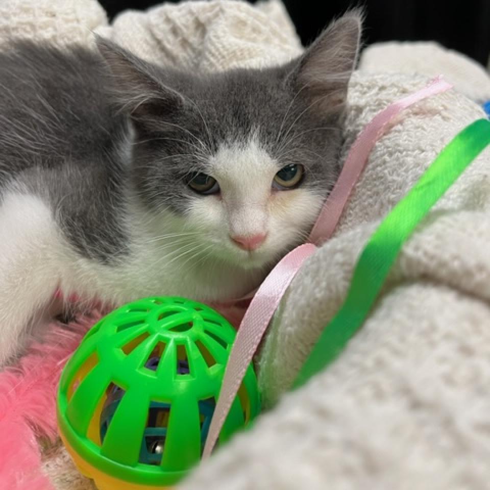 Pecan, a Adoptable Domestic Short Hair image 3/3