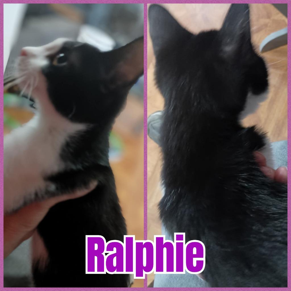 Ralphie, Adopted, Young Female Domestic Short Hair.