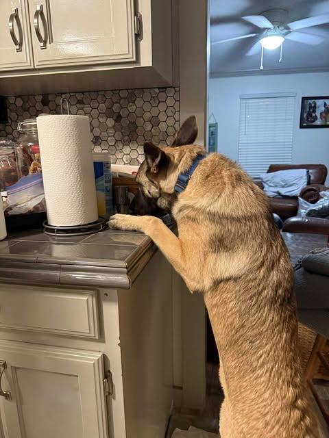 Enlarge Jaika, a Adoptable Belgian Shepherd / Malinois in Lockhart, TX image 4/5