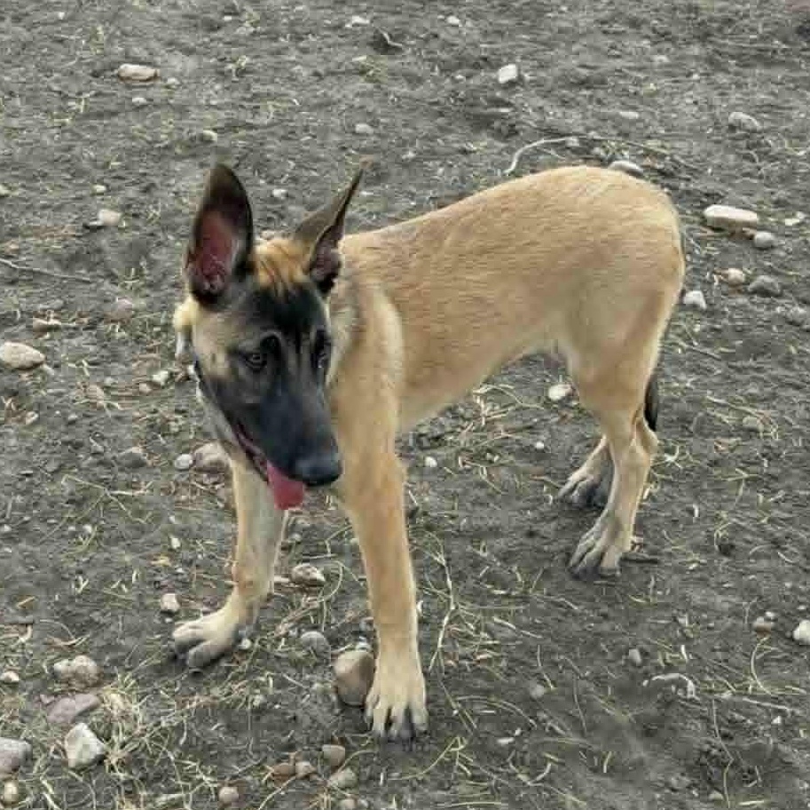 Enlarge Jaika, a Adoptable Belgian Shepherd / Malinois in Lockhart, TX image 2/3