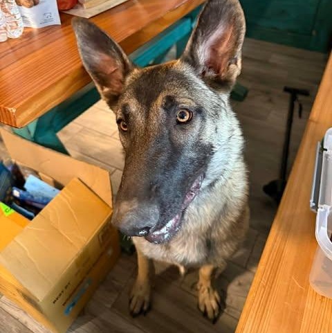 Enlarge Jaika, a Adoptable Belgian Shepherd / Malinois in Lockhart, TX image 1/5