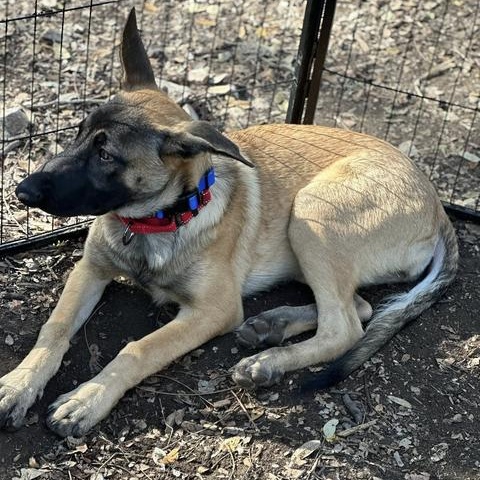 Enlarge Jaika, a Adoptable Belgian Shepherd / Malinois in Lockhart, TX image 3/3