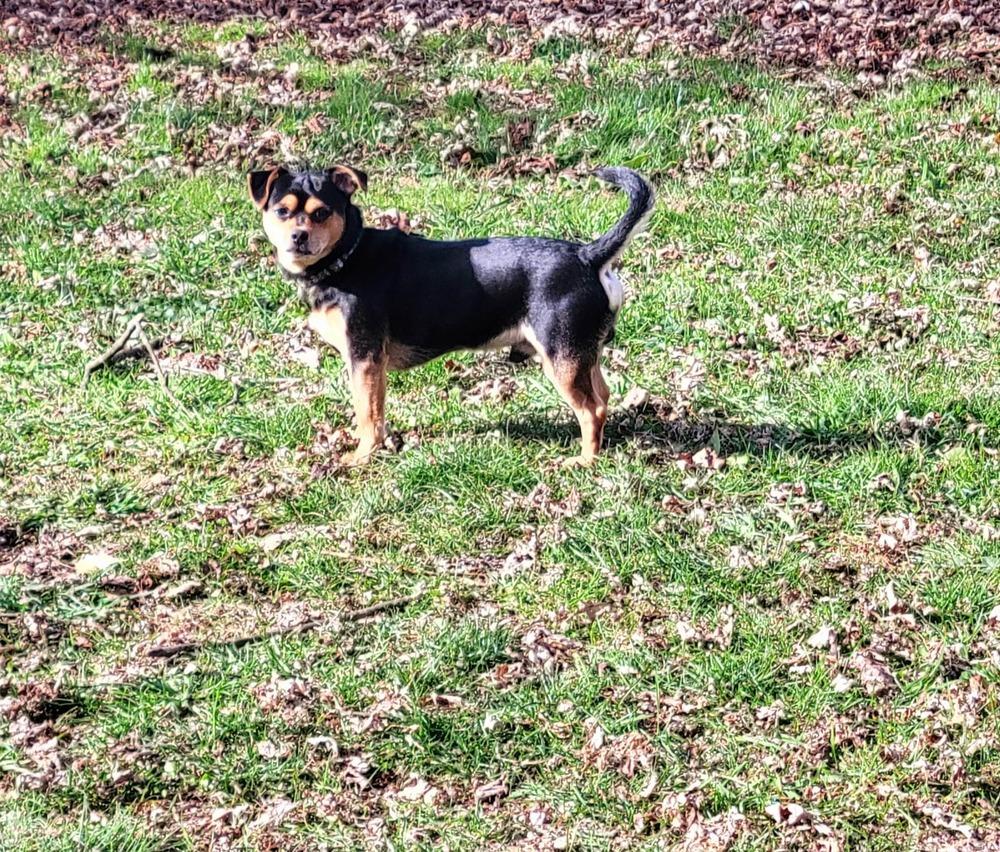 Bruno, Adoptable, Young Male Chihuahua.