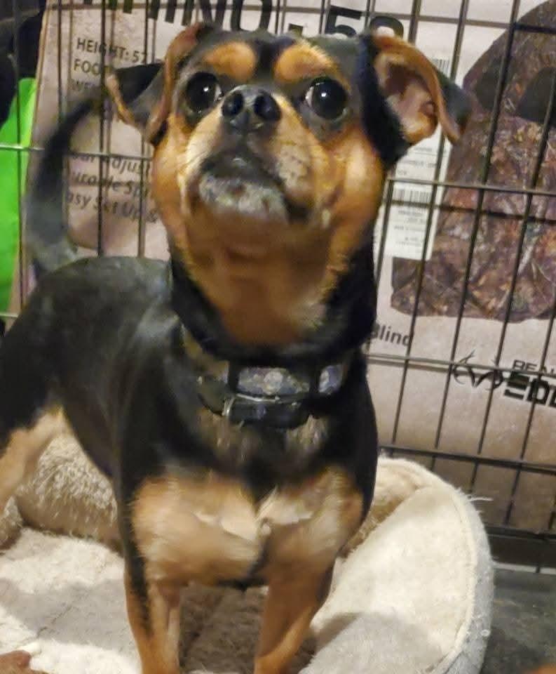 Enlarge Bruno, a Adoptable Chihuahua in Auburn, PA image 4/6