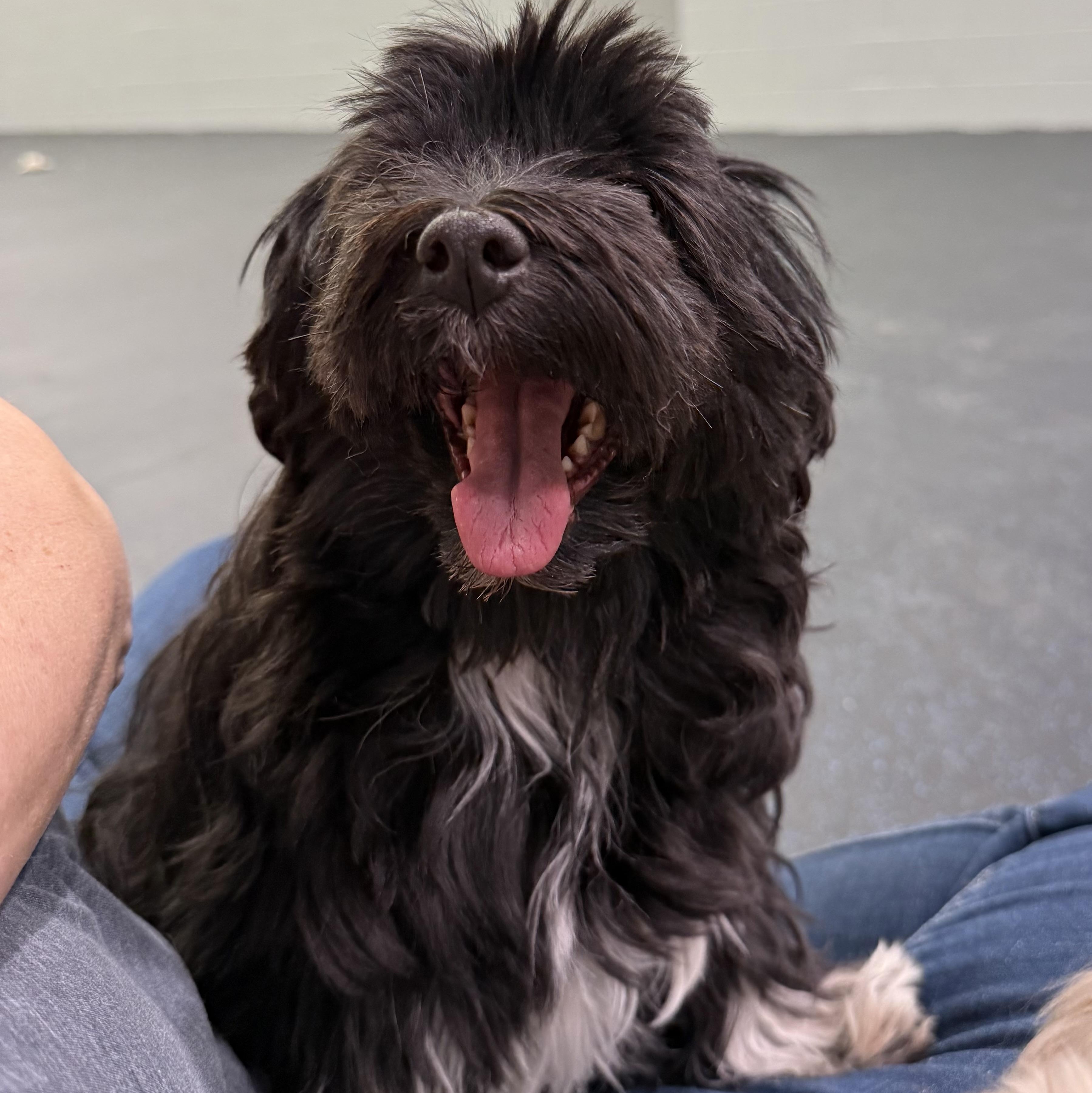 Enlarge Jeanie, a ADOPTABLE Havanese in Watertown, WI image 1/3