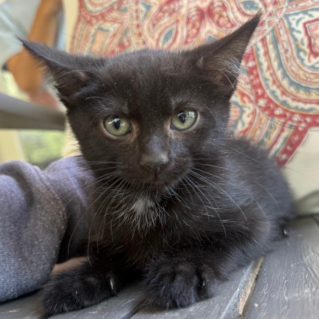 Peep, Adoptable, Kitten Male Domestic Short Hair.