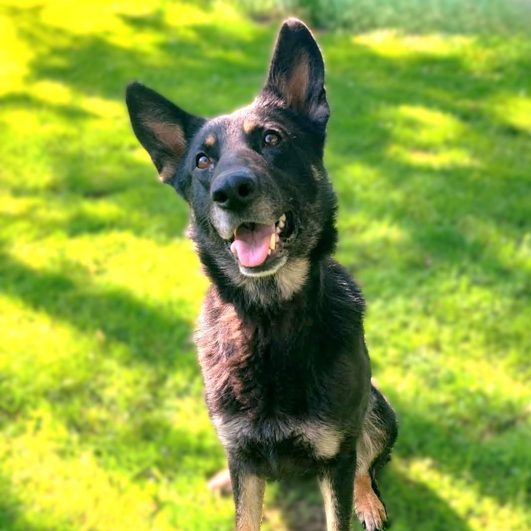 Enlarge SASKIA, an adopted German Shepherd Dog in Burton, MI image 2/5