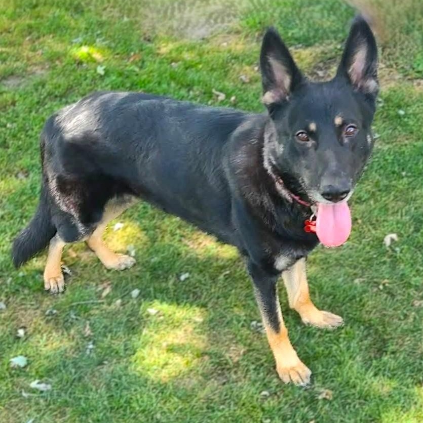 Enlarge SASKIA, an adopted German Shepherd Dog in Burton, MI image 1/5