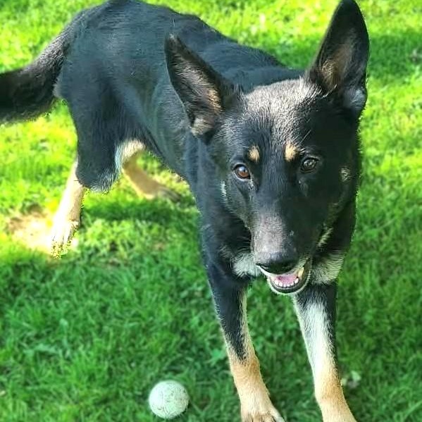 Enlarge SASKIA, an adopted German Shepherd Dog in Burton, MI image 3/5