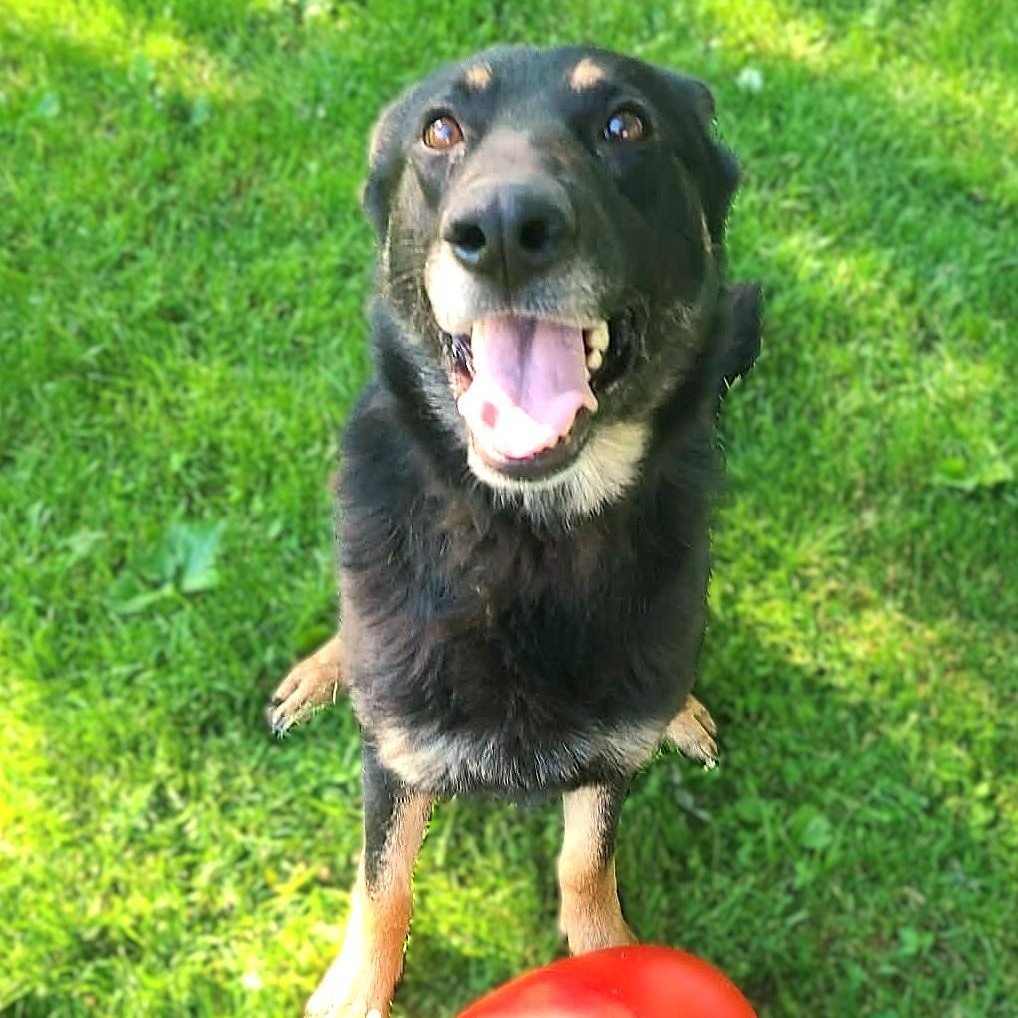 Enlarge SASKIA, an adopted German Shepherd Dog in Burton, MI image 5/5