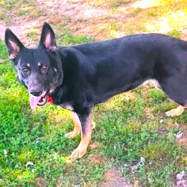 Enlarge SASKIA, an adopted German Shepherd Dog in Burton, MI image 4/5