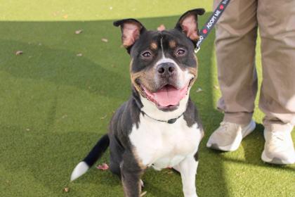 buffy — thumbnail 2