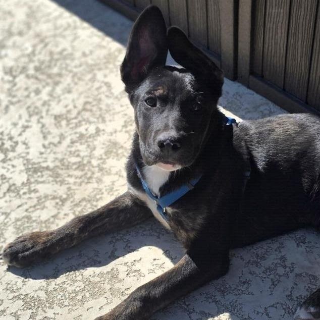 Alfie , an adopted mixed breed in Jackson , MI image 1/4