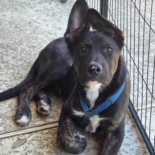Alfie , an adopted mixed breed in Jackson , MI image 3/4