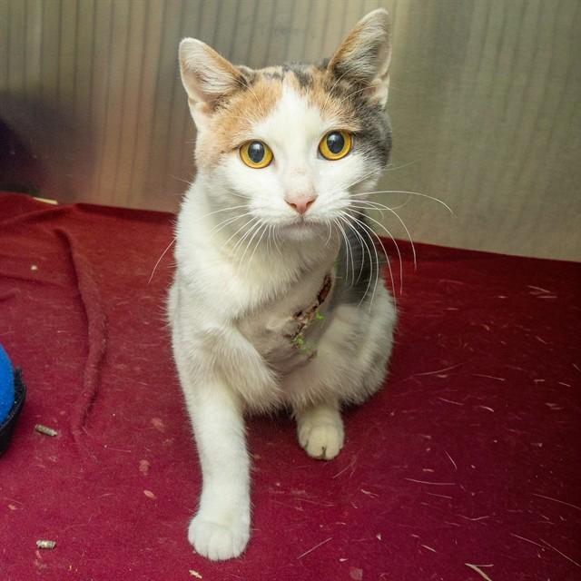 SUGAR, Adoptable, Young Female Domestic Short Hair.