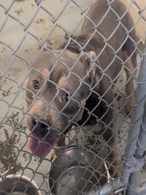 Enlarge JAX, a Adoptable mixed breed in Anchorage, AK image 1/1