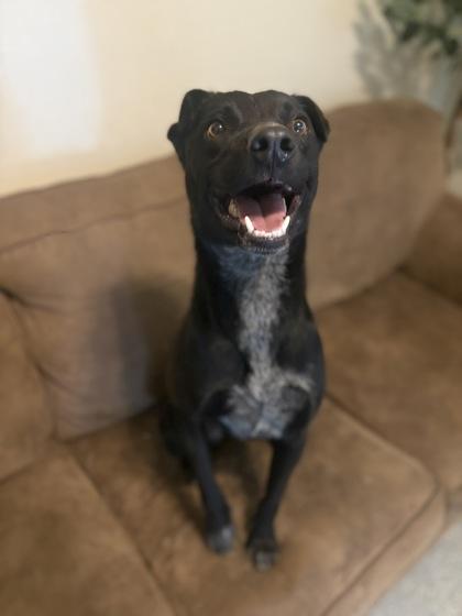 Donut, an adoptable Shar-Pei, Australian Kelpie in Lakeside, AZ, 85929 | Photo Image 1
