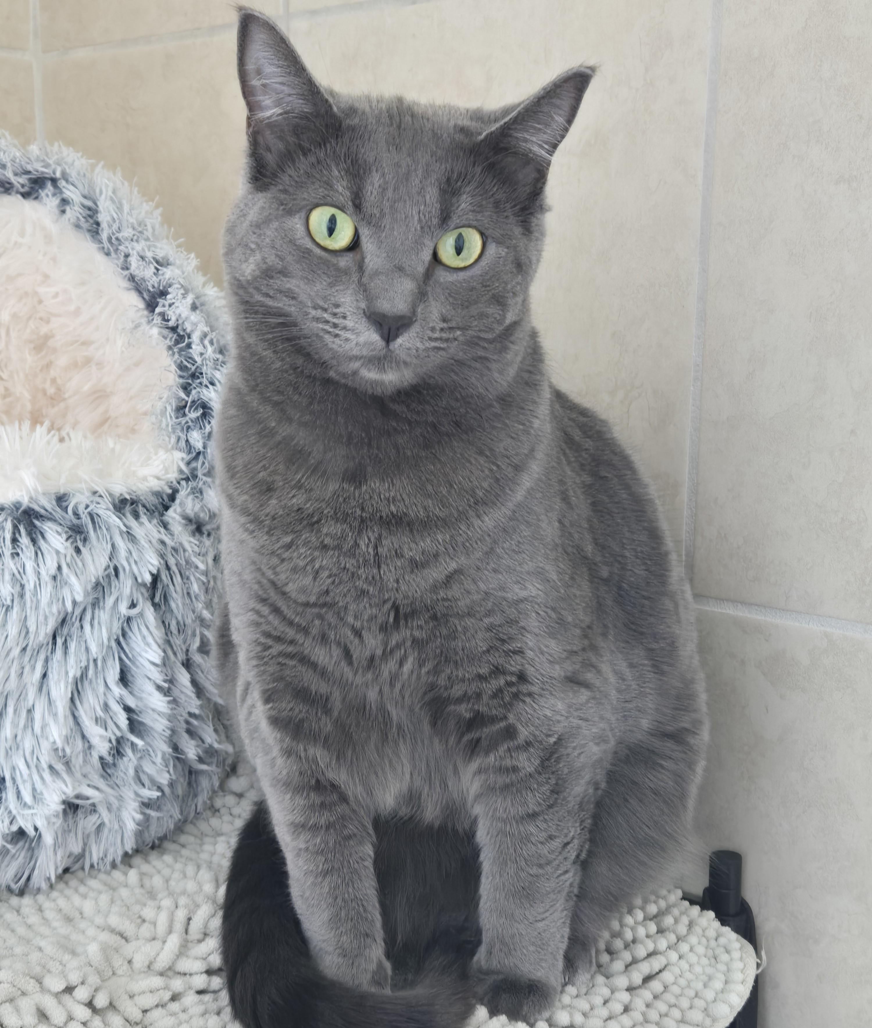 Shilo (formerly Tinsel) MC10674 KJ, Adopted, Adult Female Russian Blue.
