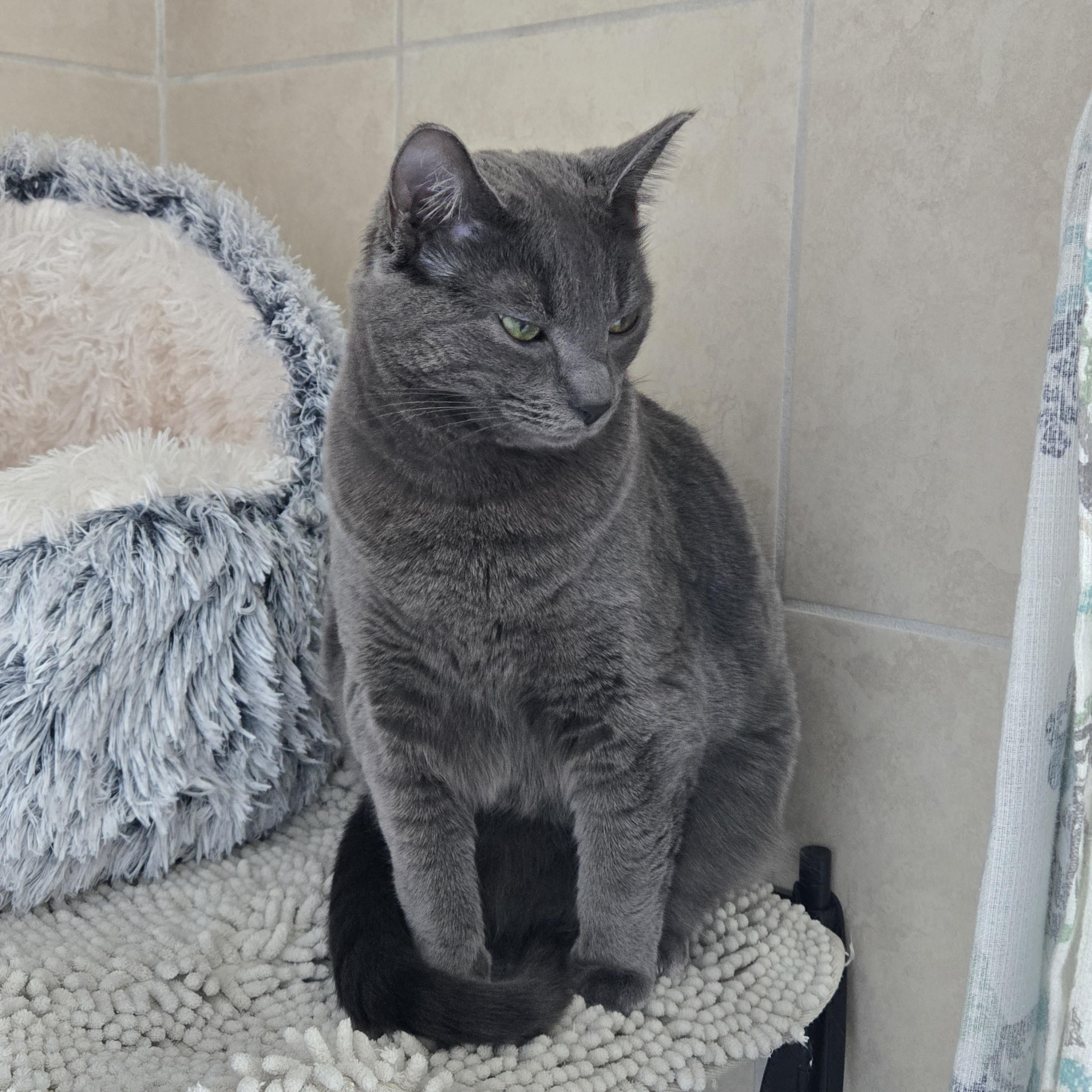Enlarge Shilo (formerly Tinsel) MC10674 KJ, a Adopted Russian Blue in Burlington, WA image 3/3