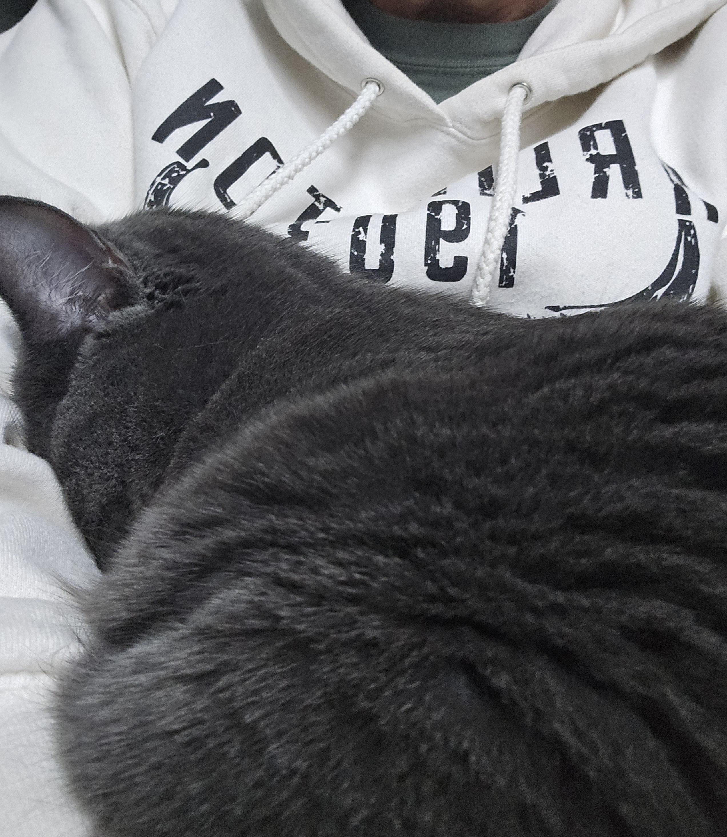 Enlarge Shilo (formerly Tinsel) MC10674 KJ, a Adopted Russian Blue in Burlington, WA image 2/3