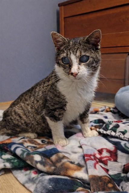 LUCKY LUCIANO, Adoptable, Senior Male Domestic Short Hair.