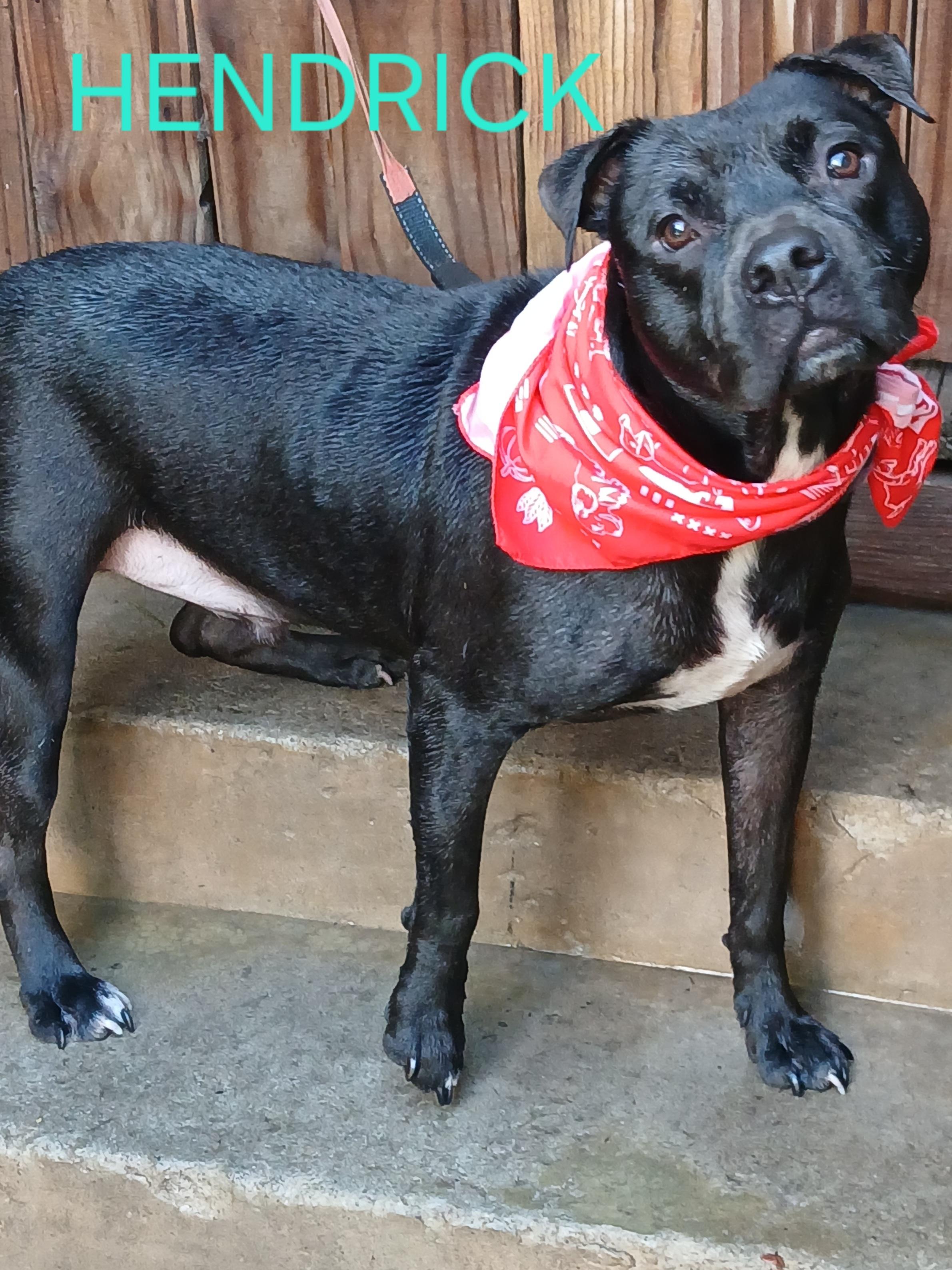 Hendrick, a Adoptable Pit Bull Terrier in Rochester, MN image 1/4
