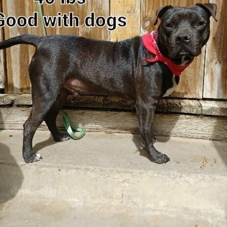 Hendrick, a Adoptable Pit Bull Terrier in Rochester, MN image 3/4