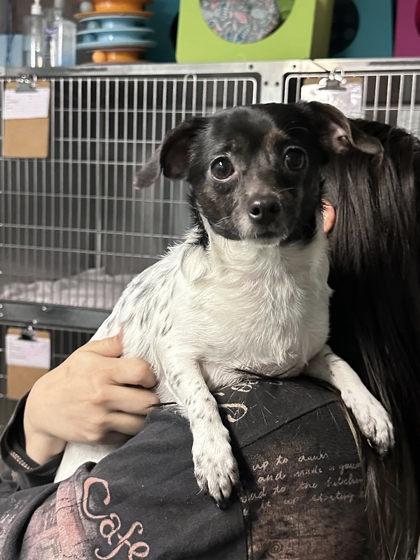 Enlarge Dutchess 52504, a ADOPTABLE Mixed Breed in Oklahoma City, OK image 2/3