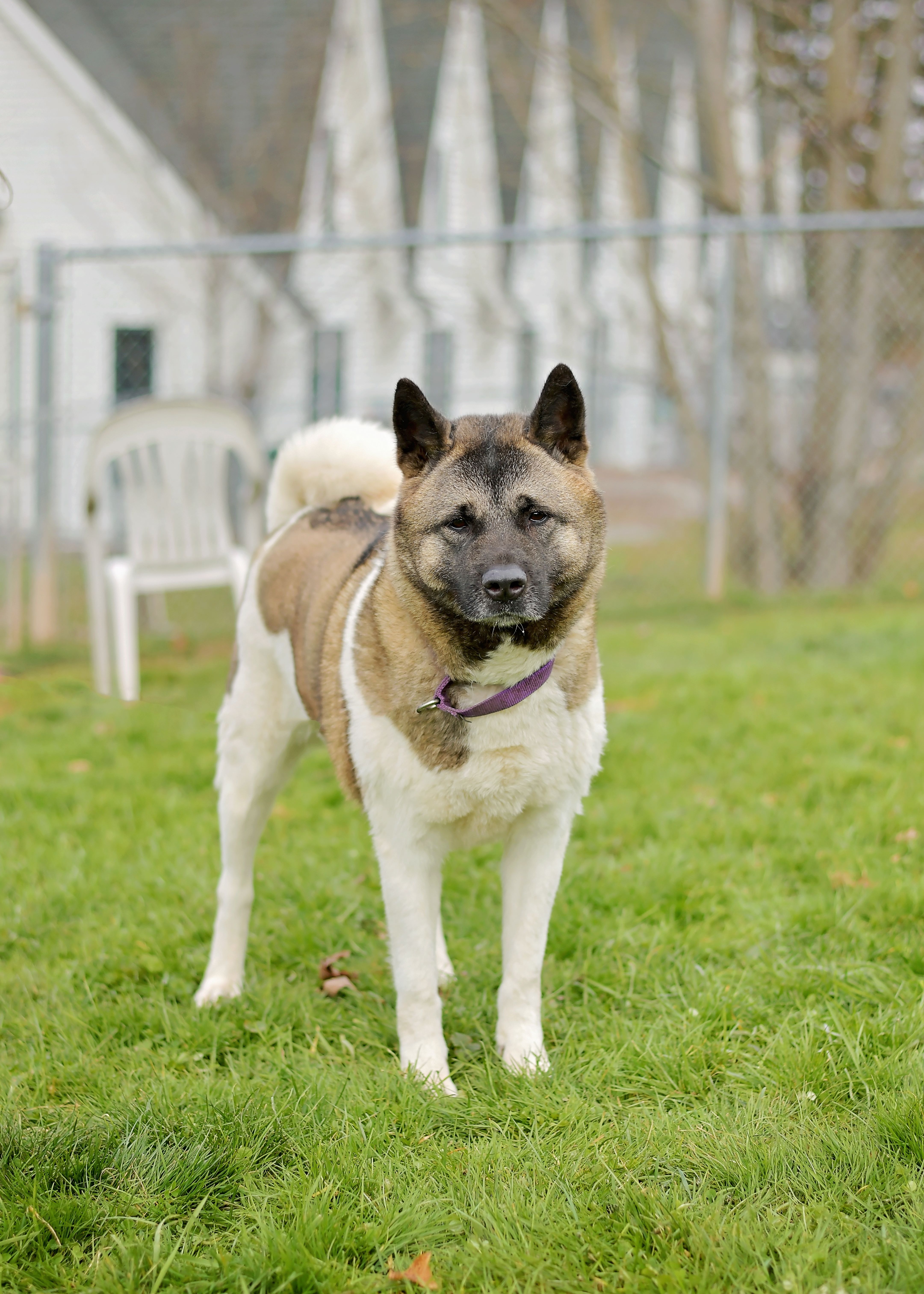 Enlarge Harley, a Adoptable mixed breed in Montrose, PA image 10/12