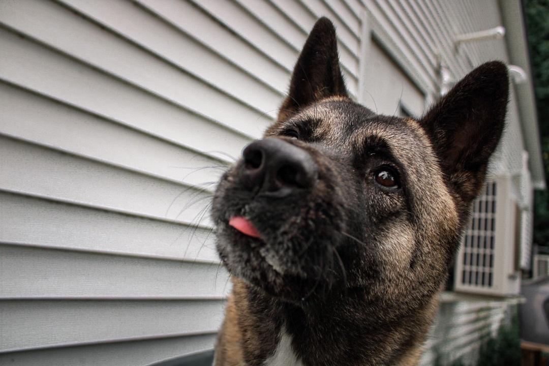 Enlarge Harley, a Adoptable mixed breed in Montrose, PA image 11/12
