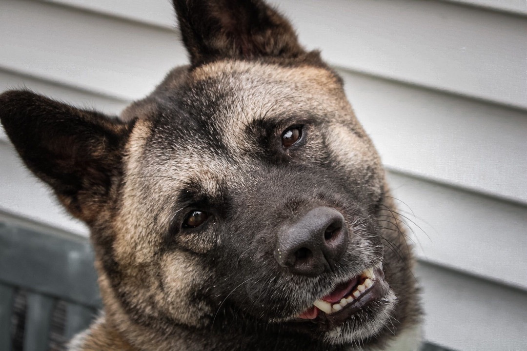 Enlarge Harley, a Adoptable mixed breed in Montrose, PA image 9/12