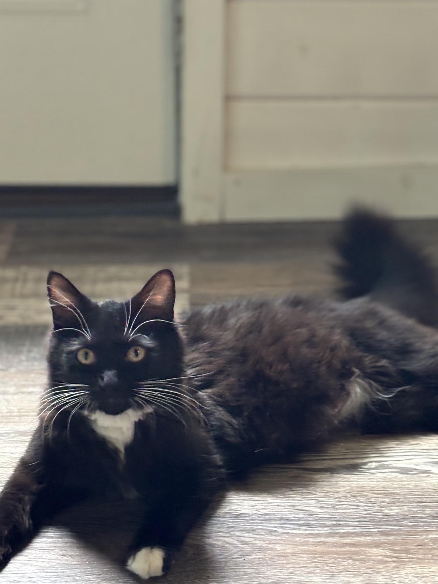 Clovers, ADOPTABLE, Adult Female Domestic Medium Hair.