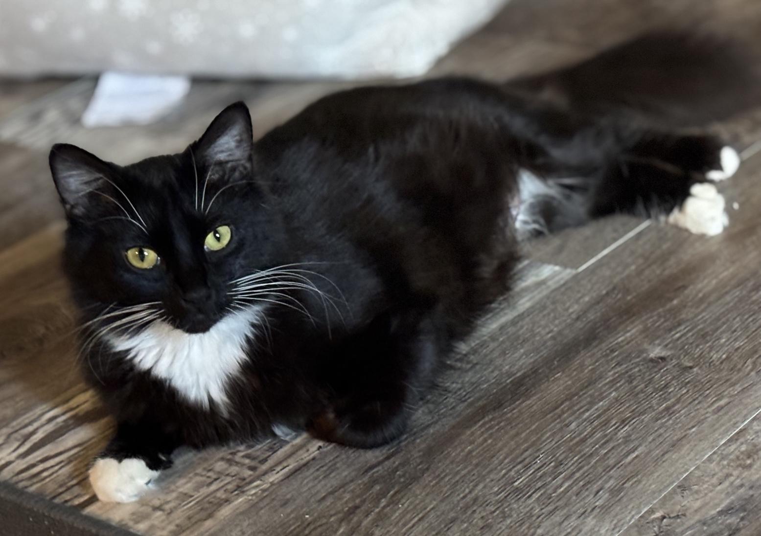 Enlarge Clovers, a ADOPTABLE Domestic Medium Hair in Murfreesboro, TN image 3/3