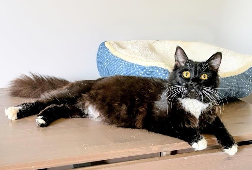 Enlarge Clovers, a ADOPTABLE Domestic Medium Hair in Murfreesboro, TN image 2/3