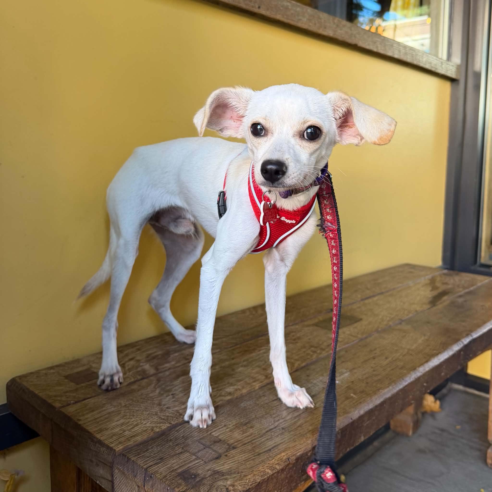 Enlarge Monty, a Adoptable mixed breed in Boulder, CO image 5/6