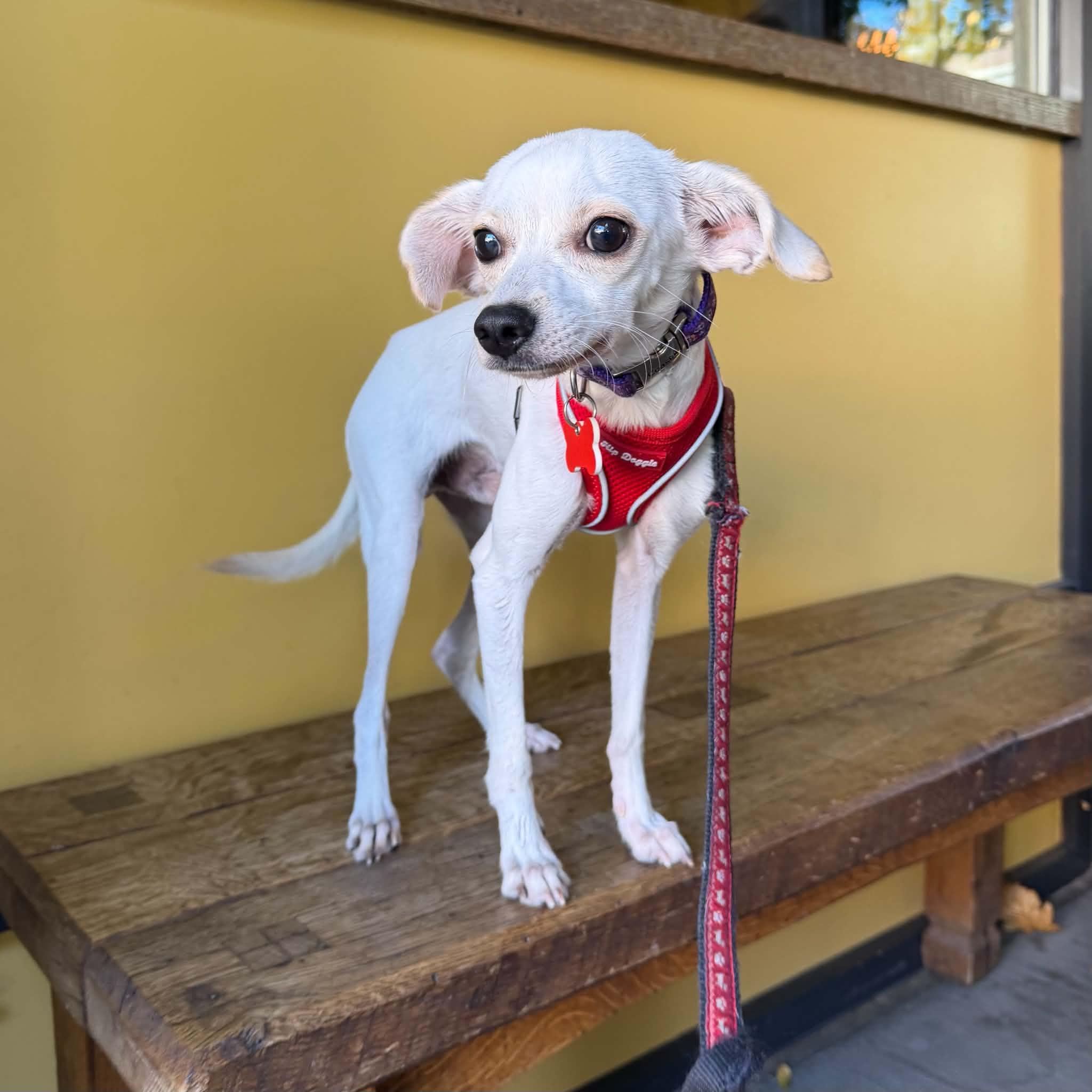 Enlarge Monty, a Adoptable mixed breed in Boulder, CO image 6/6