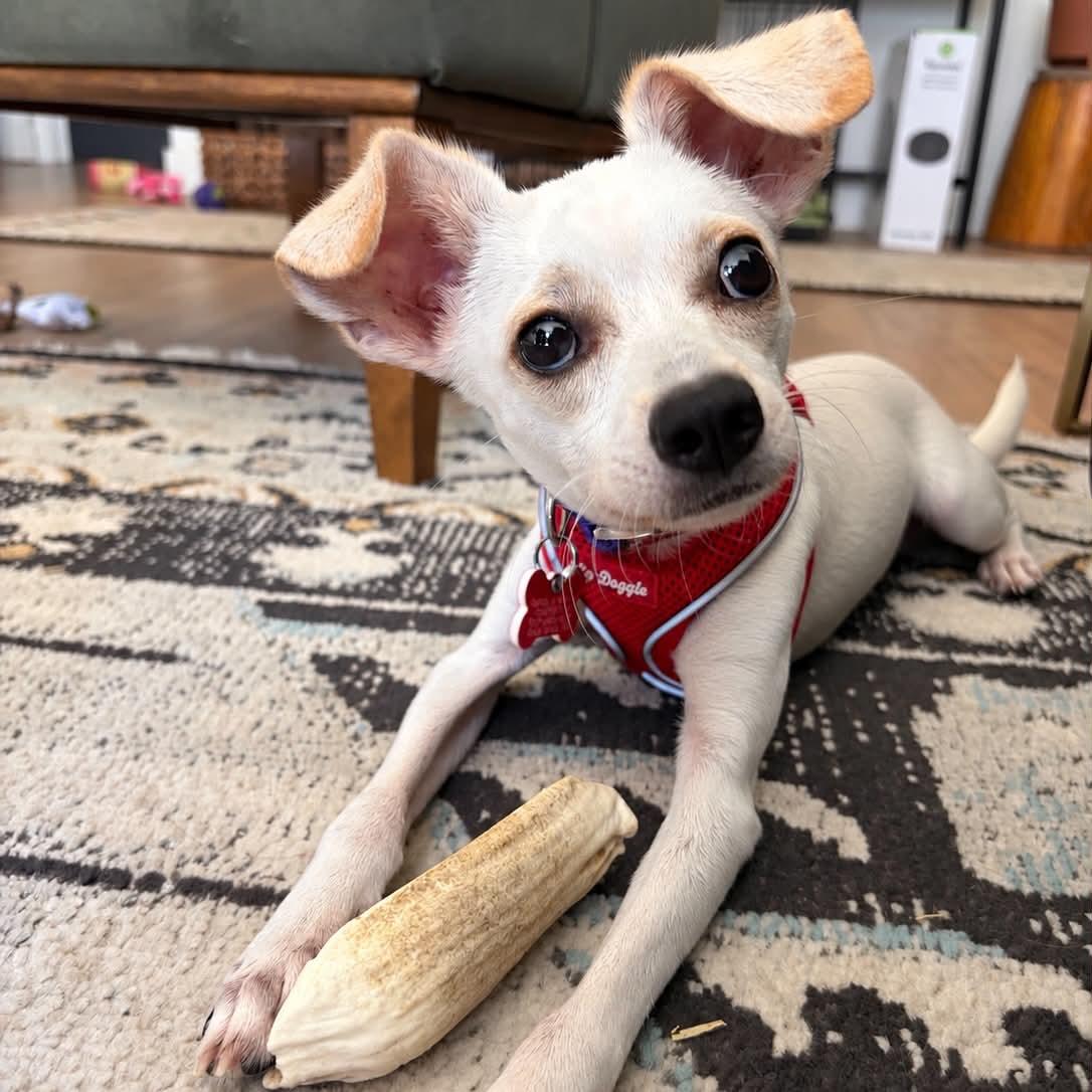 Enlarge Monty, a Adoptable mixed breed in Boulder, CO image 2/6