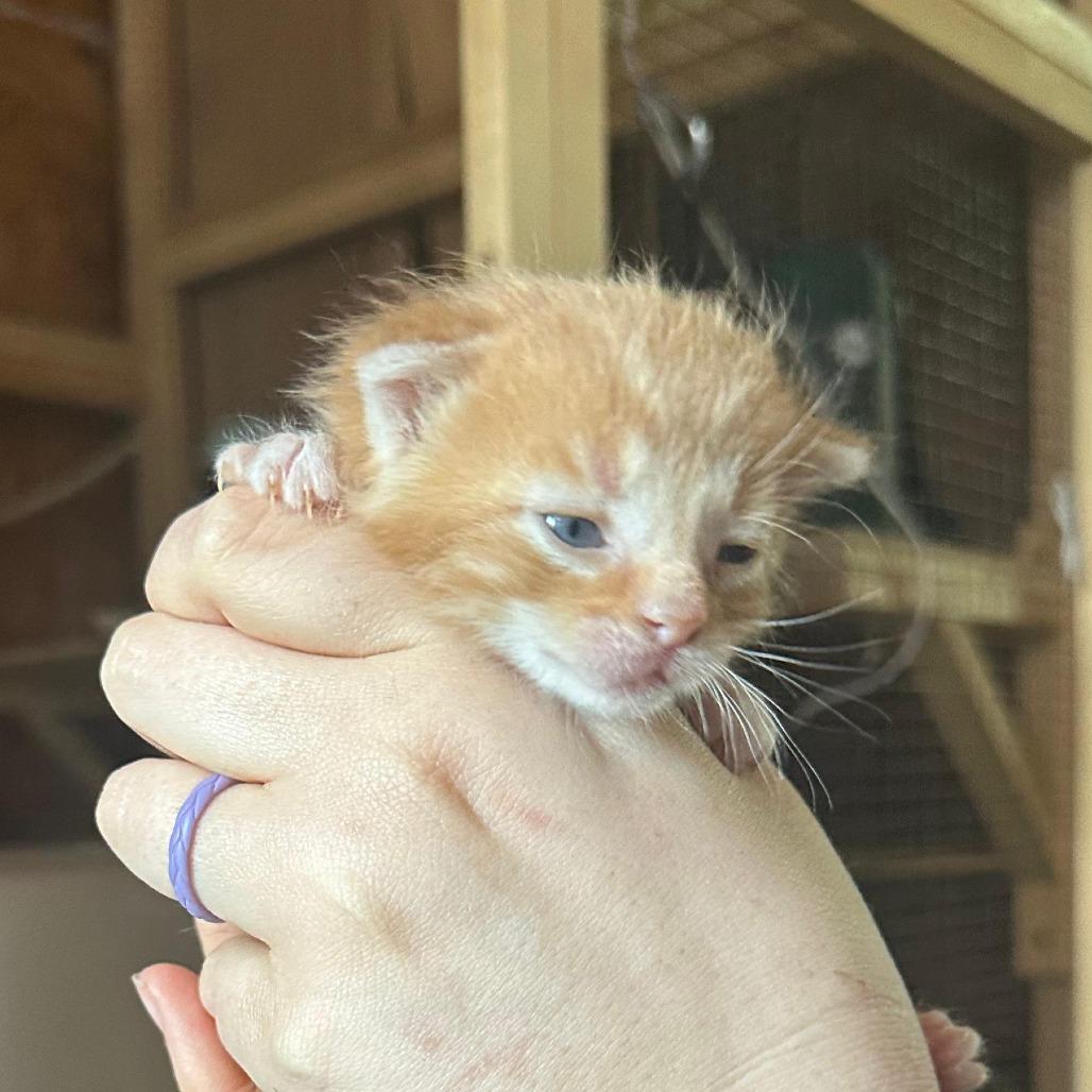Enlarge Merry, a Adoptable Domestic Medium Hair in Tipton, IN image 2/3
