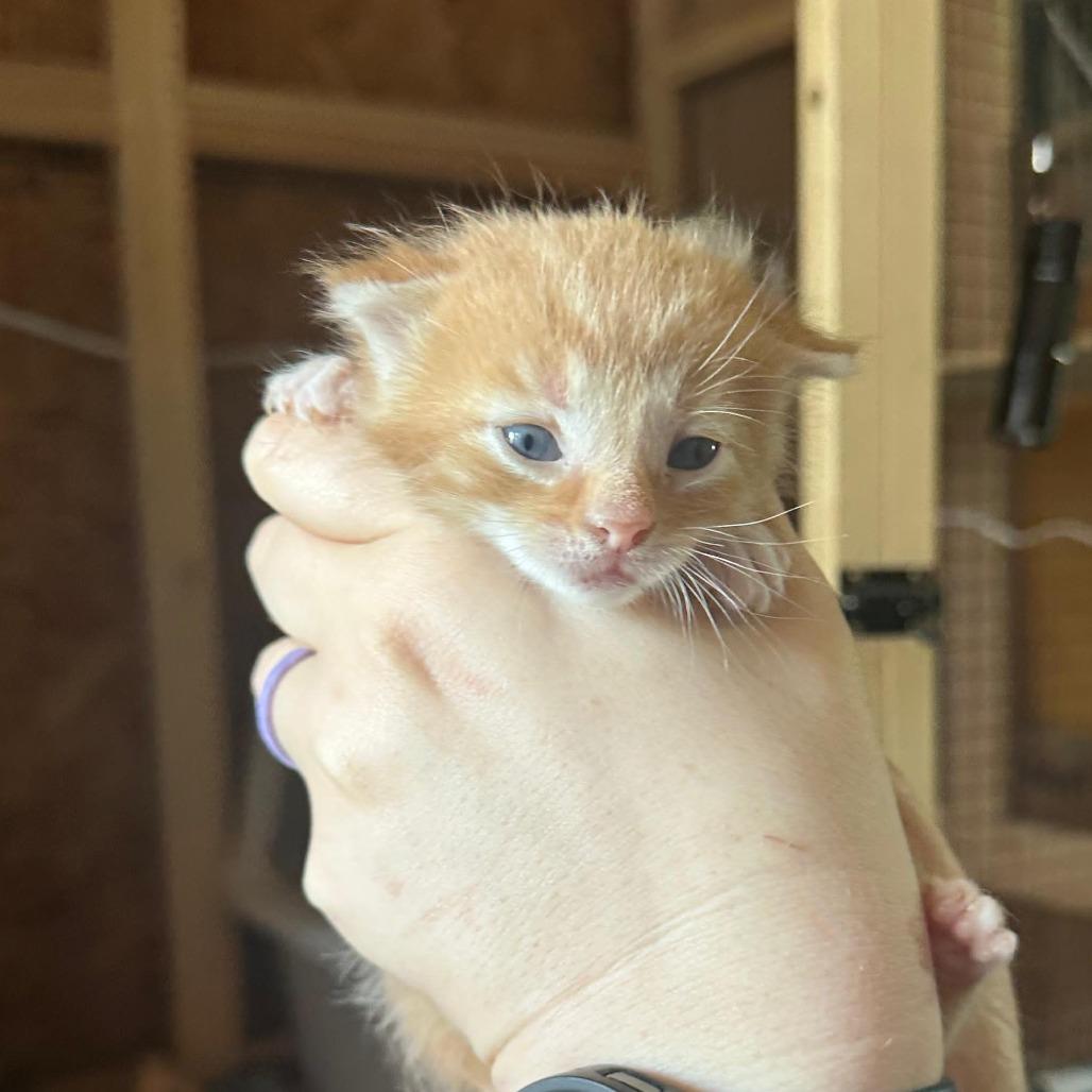 Enlarge Merry, a Adoptable Domestic Medium Hair in Tipton, IN image 3/3