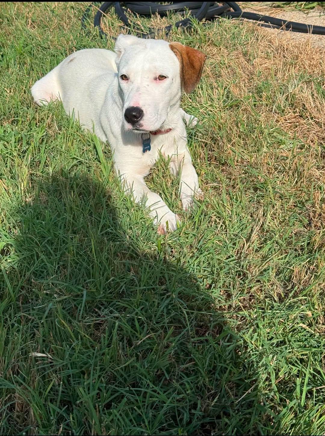 Dash, a Adoptable Labrador Retriever in Rowlett, TX image 2/3