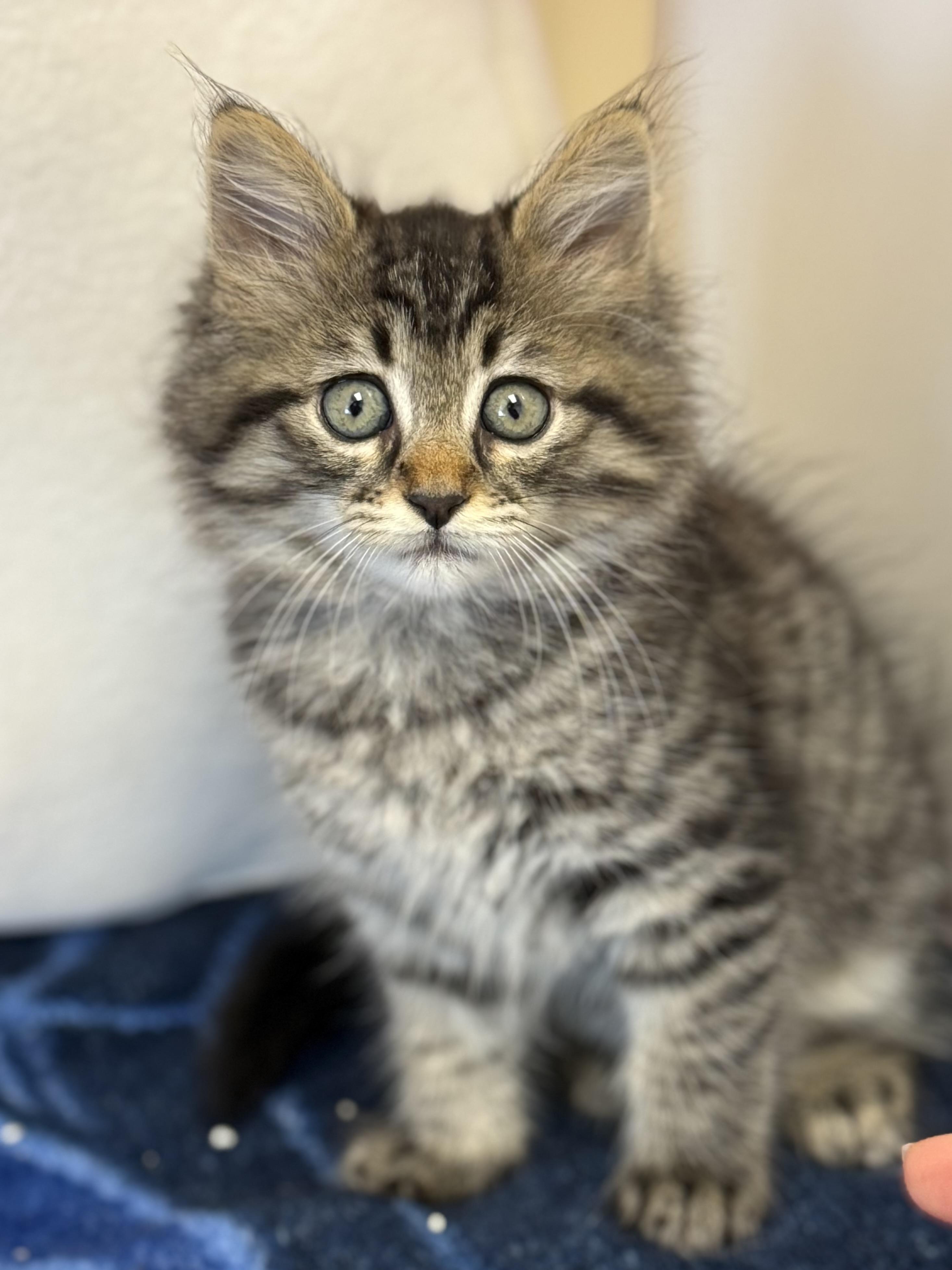 Pine Nut Kitten, a ADOPTABLE Domestic Long Hair in Los Alamitos, CA image 2/6