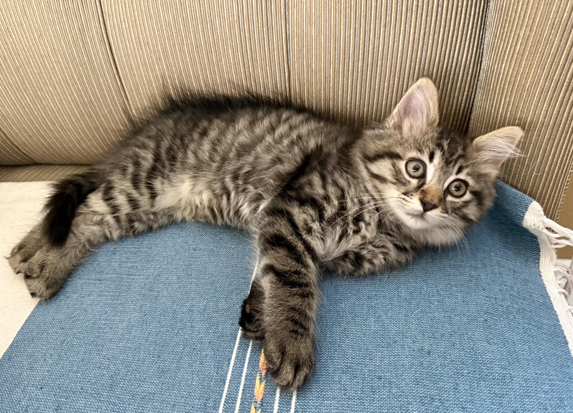 Pine Nut Kitten, a ADOPTABLE Domestic Long Hair in Los Alamitos, CA image 6/6