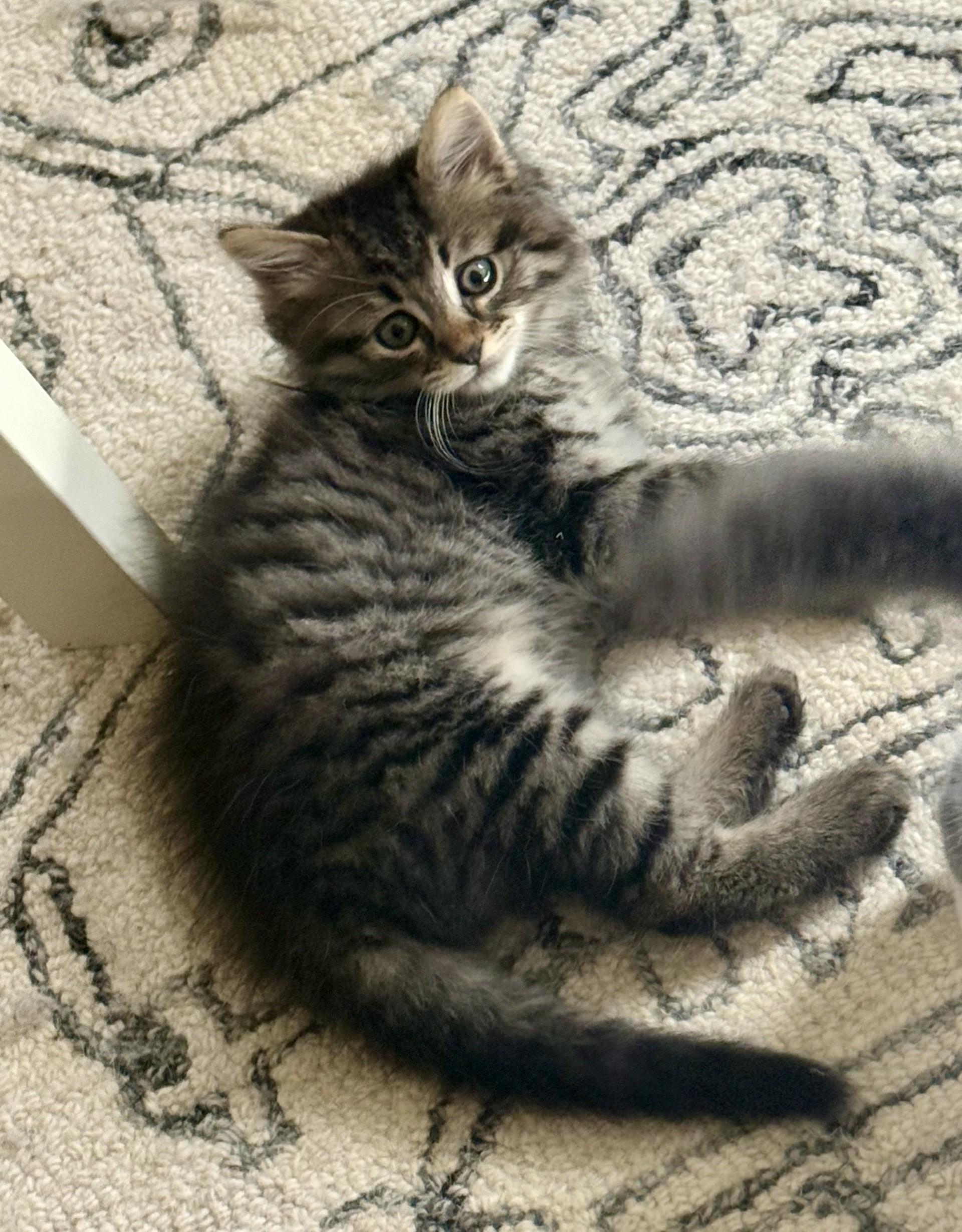 Pine Nut Kitten, ADOPTABLE, Kitten Female Domestic Long Hair.
