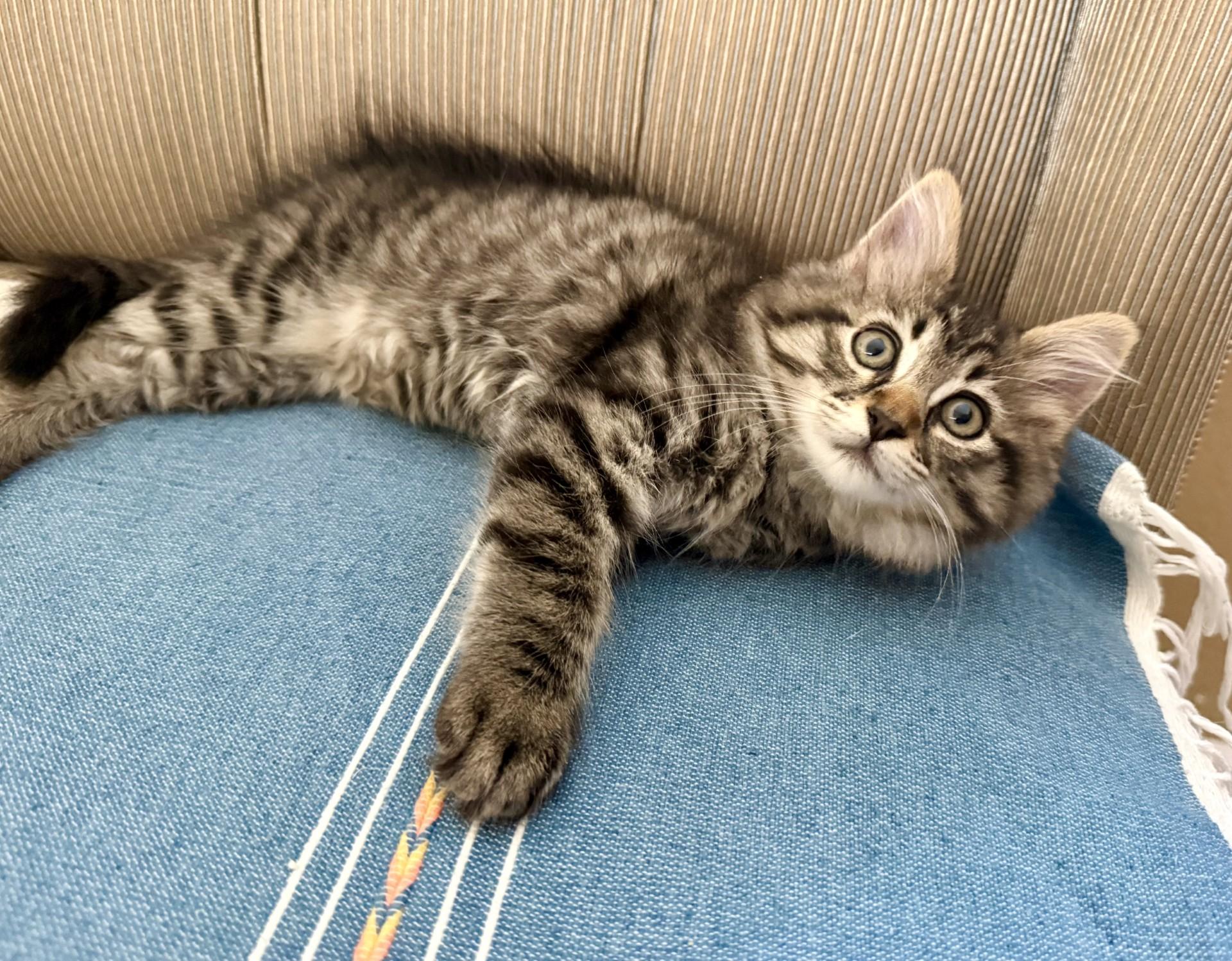 Pine Nut Kitten, a ADOPTABLE Domestic Long Hair in Los Alamitos, CA image 5/6