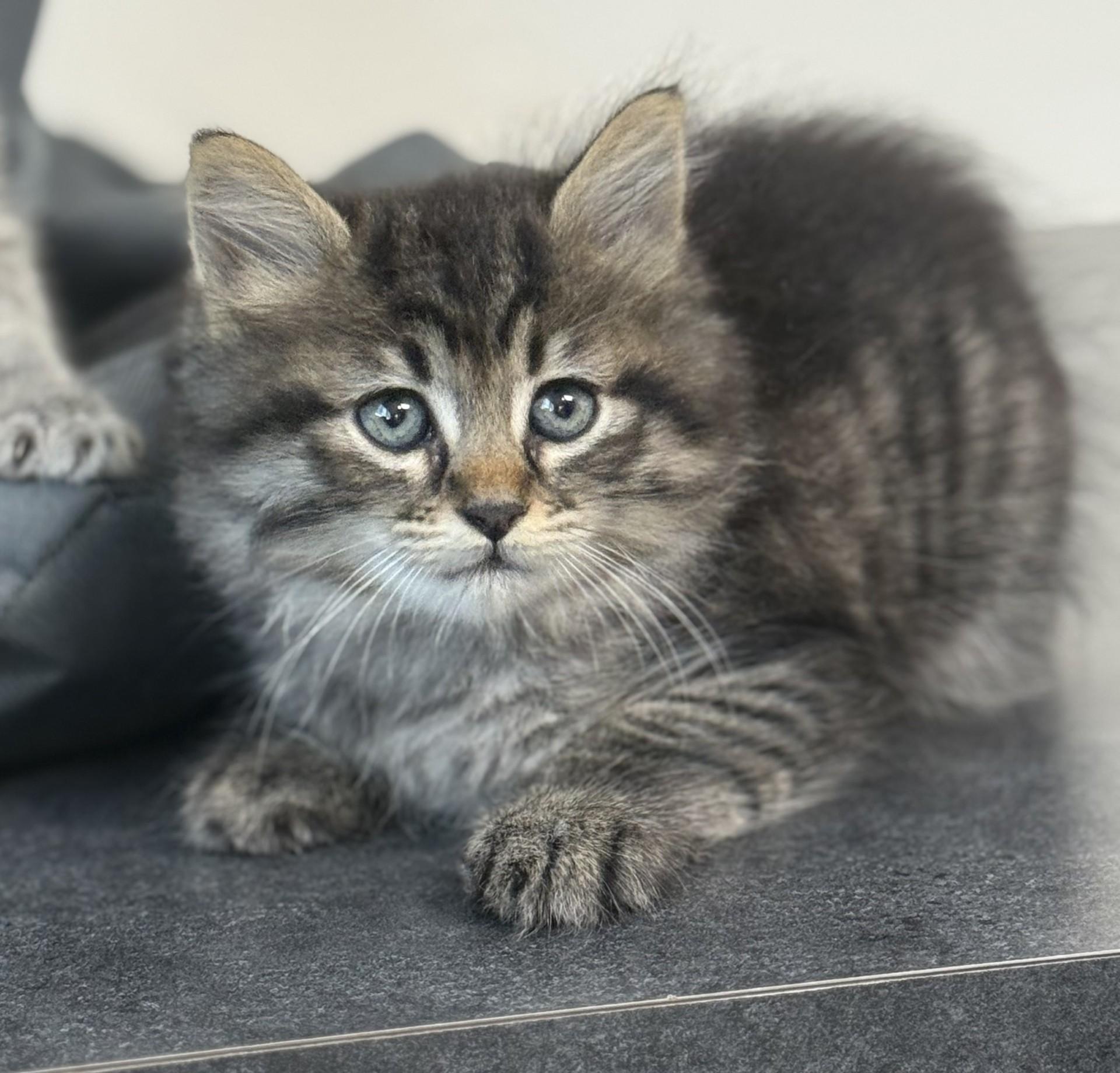 Pine Nut Kitten, a ADOPTABLE Domestic Long Hair in Los Alamitos, CA image 4/6
