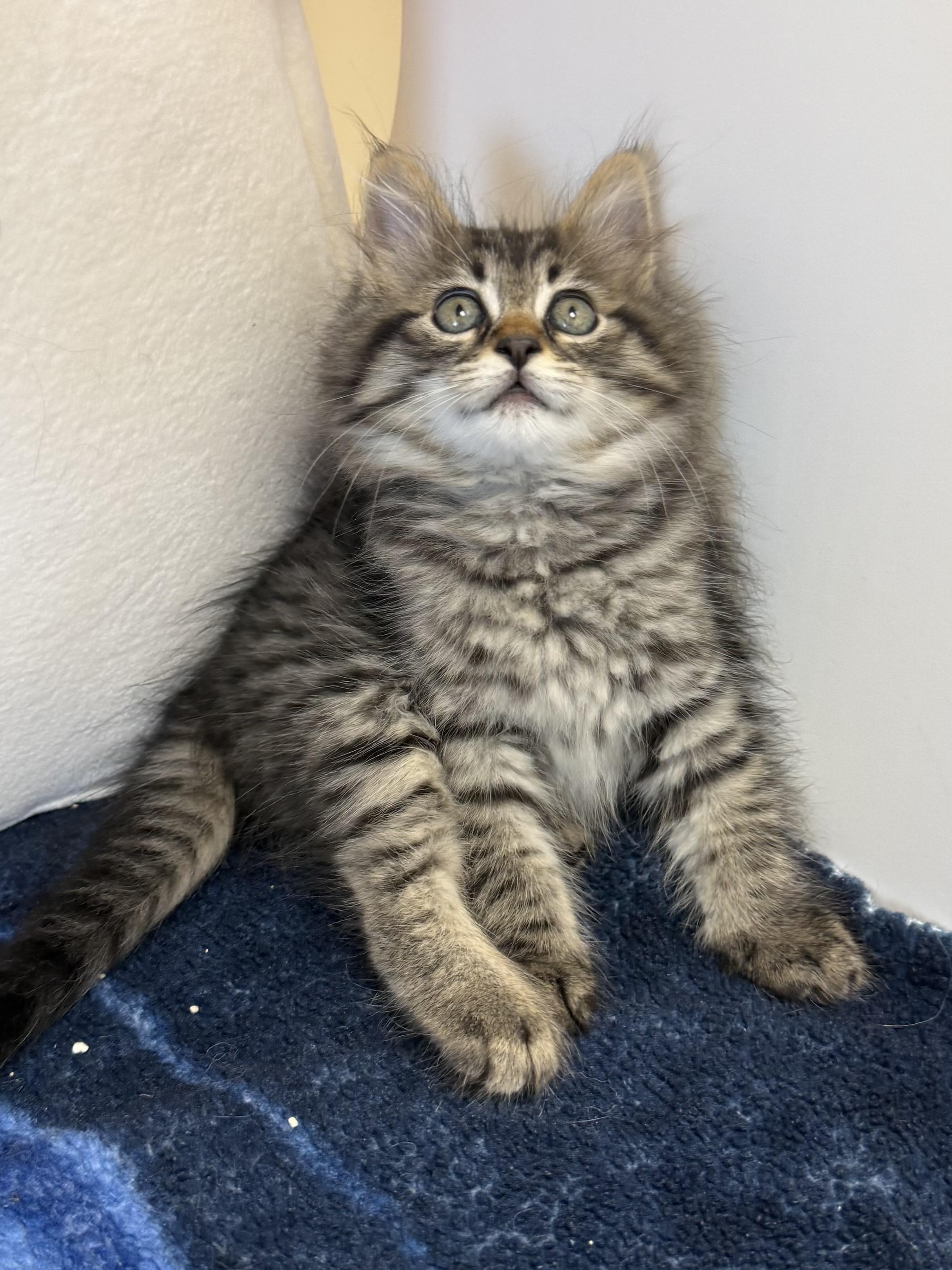 Pine Nut Kitten, a ADOPTABLE Domestic Long Hair in Los Alamitos, CA image 3/6