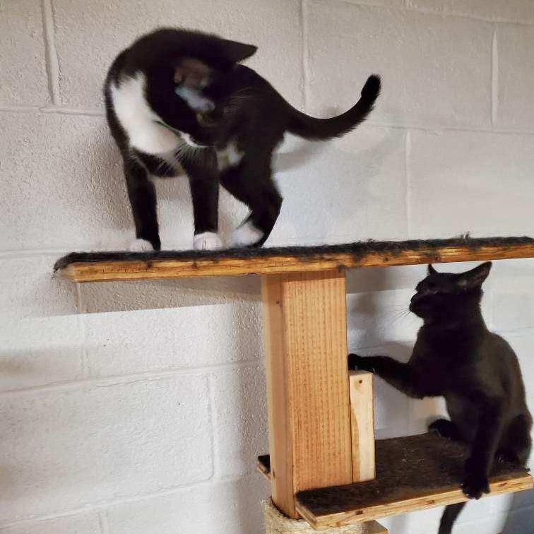Socks (sisters=Mittens & Ebony), a Adoptable Domestic Short Hair in Cortland, NY image 4/4