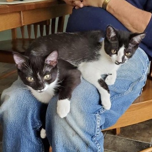 Socks (sisters=Mittens & Ebony), a Adoptable Domestic Short Hair in Cortland, NY image 2/4