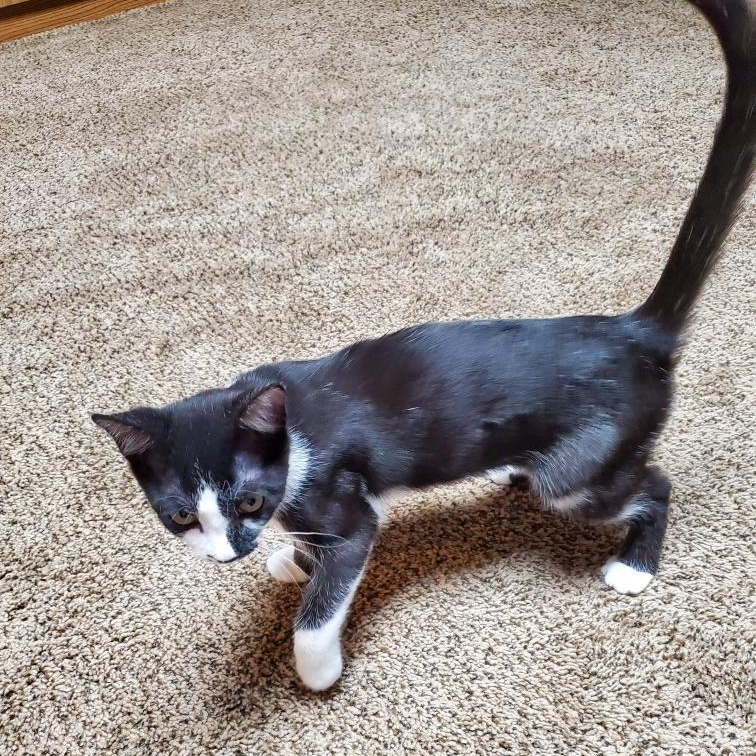 Socks (sisters=Mittens & Ebony), Adoptable, Kitten Female Domestic Short Hair.