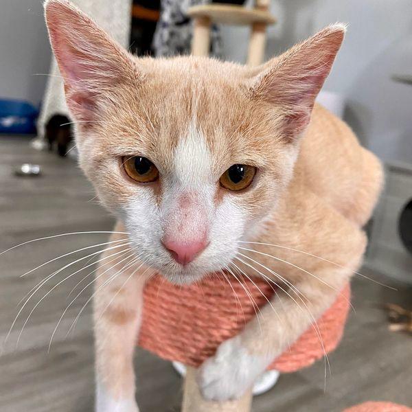 Enlarge No No, a Adopted Domestic Short Hair in Oakland Park, FL image 1/6